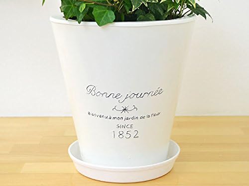 Amazon 観葉植物 アイビー ヘデラ 3種ブリキポット寄せ植え 観葉植物 オンライン通販 Amazon 観葉植物 アイビー ヘデラ 3種ブリキポット寄せ植え 観葉植物 オンライン通販