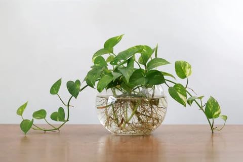 Good Luck Money Plant Real Live Money Plant Golden Pothos Plant Air Purifying Plant Indoor Plant for Home and Garden (Pack of 1)_A178-image-24