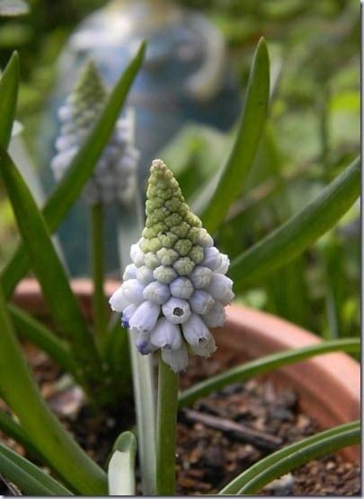 Radha Krishna Agriculture® MuscariImported Veriety, Muskari grape hyacinth flower bulbs for home gardening (PACK OF 2, Multicolour)