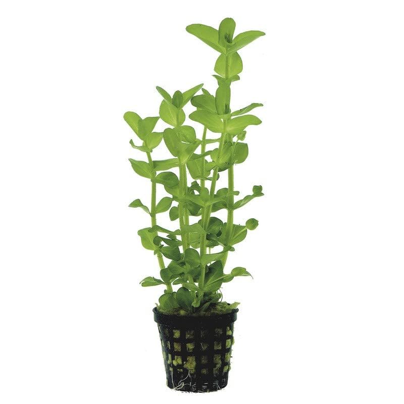 Potted Live Aquarium Plants Moneywort 5 Pack