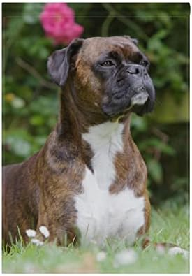 Hokkien Dog Portrait Brown Boxer Garden Flag Banner 12 x 18 Inch Decorative Garden Flag for Outdoor Lawn and Garden Home Décor Double-Sided