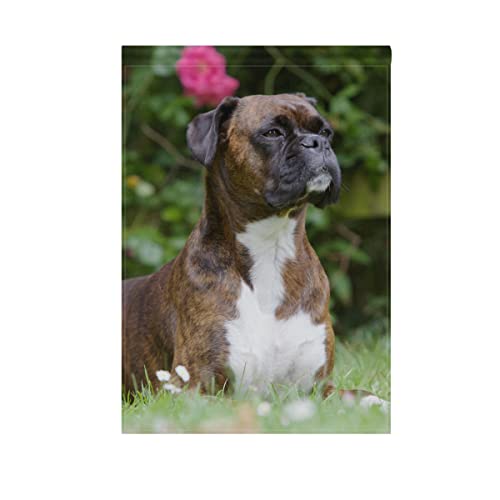 Hokkien Dog Portrait Brown Boxer Garden Flag Banner 12 X 18 Inch Decorative Garden Flag For Outdoor Lawn And Garden Home Décor Double-Sided #TOP2