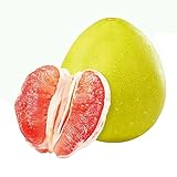 20 Unids Pomelo rojo Citrus Maxima Pomelo Jabong Shaddock Semillas de plantas de árboles frutales para plantar en el jardín