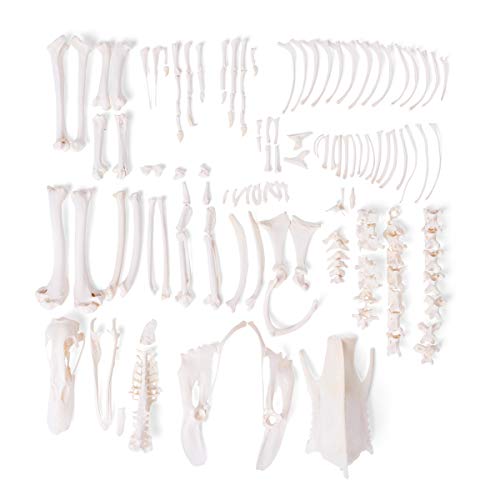 Image of 3B Scientific GmbH T30035U Duck Skeleton, Disarticulated