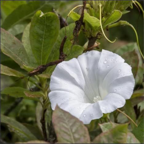 Miniatura 6 de 200 semillas de gloria de la mañana para plantar semillas de flores sin OMG para decoración del jardín del hogar, fácil de cultivar