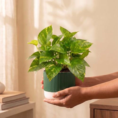 Image of Kyari Good Luck Money Variegated Live Plant with Green Self Watering Pot 4 Inch - Indoor Live Plant with Pot for Home, Living Room - Lucky Vastu Air Purifying Plant