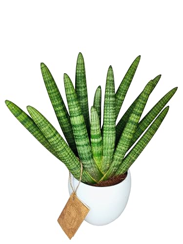I GIARDINI DI GIULIA - Sansevieria Cylindrica Swasdi, Pianta Vera in vaso di ceramica da 16 cm diametro, Altezza pianta 45 cm, pianta per interni resistente