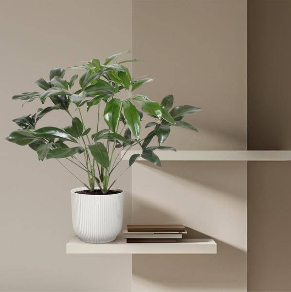 Philodendron zielony cud - 120 cm - ø27