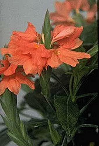 Miniatura 2 de Crossandra Tropic Flame Seeds