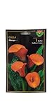 Peyca Bulbo calla mango 1 unidad - Semillas Iluro