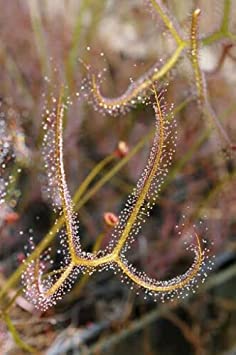 40 graines Droséra carnivore (Drosera binata dichotoma) E49 FORKED SUNDEW SEEDS:Seeds
