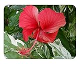 Snow Queen - Tropical Hibiscus rosa-sinensis - Live Plant - Variegated Green White Leaf - Single Red Flower - Emerald Goddess Gardens - Starter Sz 4 Inch Pot