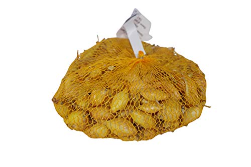 CIPOLLA DA SEMINA IN BULBI CONFEZIONE DA 500 GRAMMI (STURON (gialla))