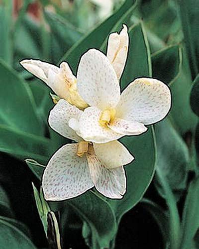 See full amazon price history chart for Royal Gardens Live Canna Lily ( White Flower and Green Leaves) Plant - Healthy Live 1 Plant Royal Gardens Live Canna Lily ( White Flower and Green Leaves) Plant - Healthy Live 1 Plant (B0BHDTKR89) Amazon Price History, Amazon Price Tracker