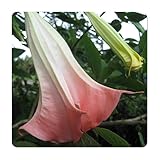 Flamenco - Brugmansia Hybrid - Angels Trumpet - Live Tropical Plant - XLarge Fragrant Single Peach Coral Flower - Emerald's - Starter Size - 4 Inch Pot