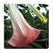 FLAMENCO Brugmansia Angels Trumpet Plant Fragrant Extra Large Peach Salmon Flowers Starter Size 4 Inch Pot Emeralds TM