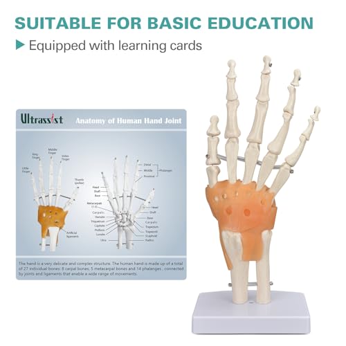 Image of Ultrassist Human Hand Skeleton Model with Ligaments, Flexible 1:1 Scientific Life Size with Lightweight Display Display Base, Includes Anatomy Diagram Best for Patient Education & Medical Training