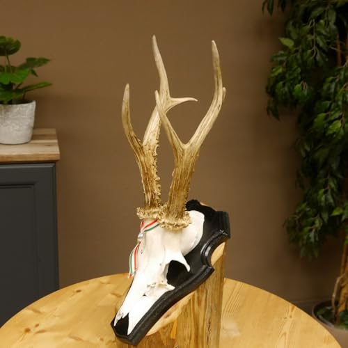 GTK - Geweihe & Trophäen KRUMHOLZ Rehgeweih HL bis 23,2 cm Gewicht 310 g cm Rehbock Bock Reh Geweih Gehörn Trophäenschild