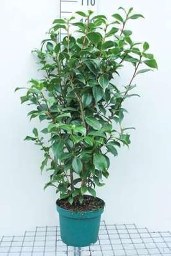 Camellia japonica wit-blanc - Camellia japonica wit-blanc 60-80 cm en pot