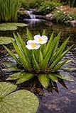 florari Stratiotes aloides/Krebsschere, Wasseraloe