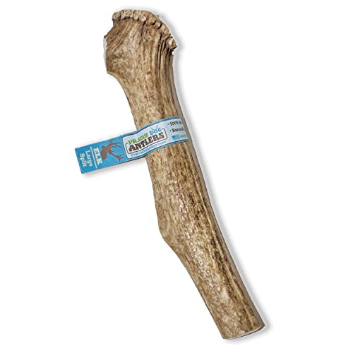 Prairie Dog | Elk Antler Chew | Naturally Shed - Hand Harvested in North America | X-Large | Split
