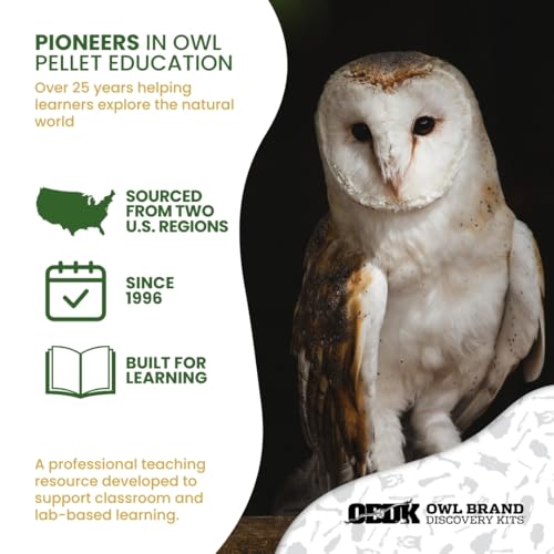 Image of Barn Owl Pellets for Dissection, Solo Essentials Kit, Small 1-Pack by OBDK | Single-student set, forceps, picks and bone chart included