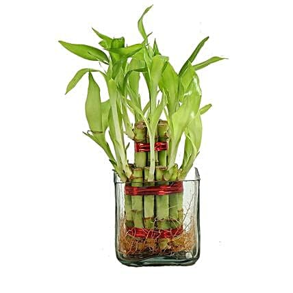 fnp 2 Layer Lucky Bamboo In Glass Vase Transparent-image-25