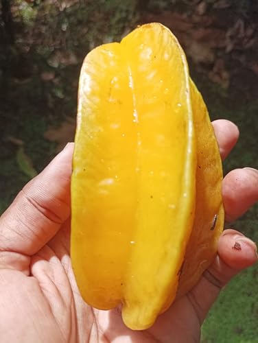Image of Live Kamrak /Starfruit (Carambola) Fruit Plant with Pot ? Outdoor Use ? Healthy Live Plant ? Easy to Grow ? Edible Fruit ? Pack of 1