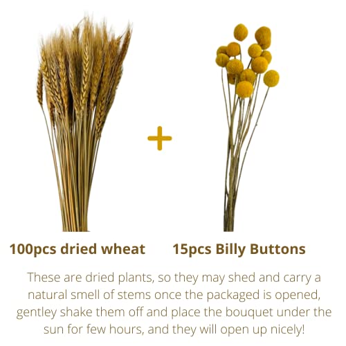 Dried Flowers for Vase - 100 Wheat Stalks & 15 Yellow Billy Buttons - Autumn Dried Flowers Bouquet for Home Decor & Crafts