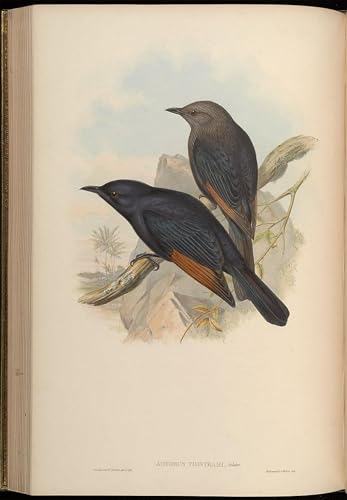 Affiche Amydrus Tristamii par John Gould oiseau vintage 60x90cm