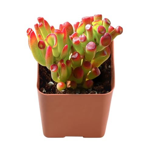 2-in Live Succulent Plants Trumpet Jade, Easy Care & Drought...