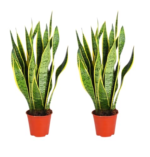 Bogenhanf | 2er-Set | Sansevieria laurentii | ca. 40-50 cm | ø 12-15 cm Topf | Pflegeleichte Zimmerpflanzen für Wohnung und Büro | Qualität vom Pflanzen Profi | Ideale Raumbegrünung