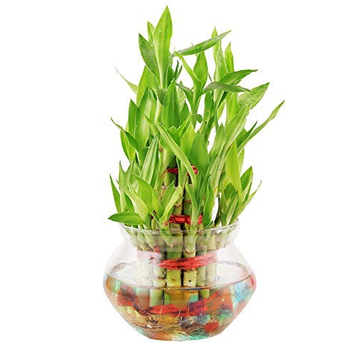 PHORE 3 Layer Lucky Bamboo Plant in Beautiful Glass Pot (B08W3HC6FG) Amazon Price History, Amazon Price Tracker