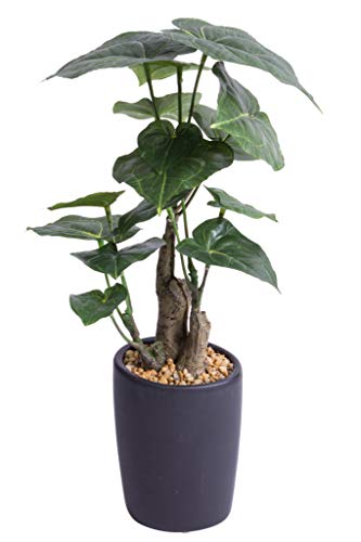 Botanic-Haus künstliche Jatropha-Pflanze in elegantem dunkelgrauen Keramiktopf