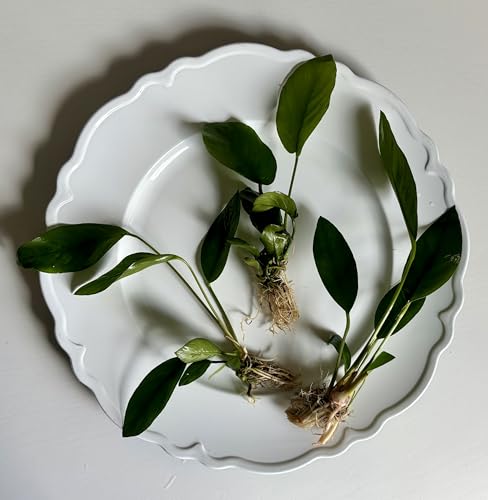 (3 Pack) Assorted Medium Anubias Anubias. Easy, Beginner-Friendly Live Aquarium