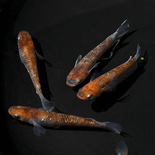 銀鱗紅玉 種親クラス めだか 現物