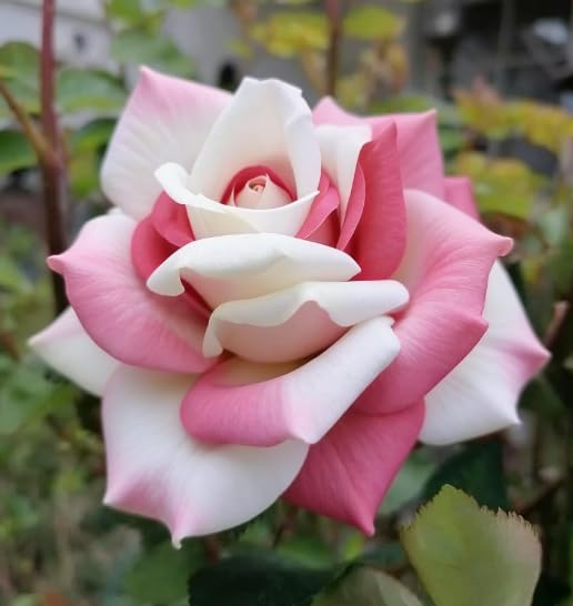 Rosa del desierto/Rosa del desierto perenne y resistente/Tubérculo resistente/Decoración de jardín/Todas las estaciones-1 Rizoma-A