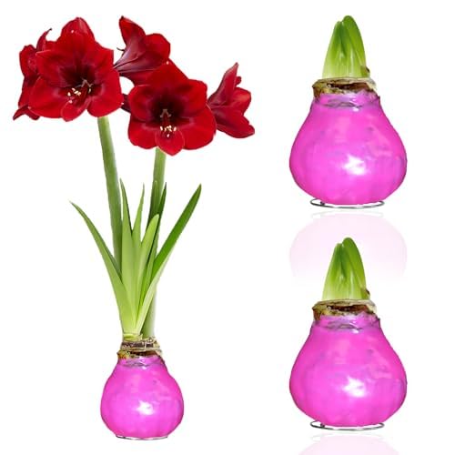 Amaryllis in Wachs Pink - 2 Wachsamaryllis Blumenzwiebeln - Wax Amaryllis Zwiebel in Großformat 28/30 - Echte Pflanzen aus Holland - Hippeastrum (keine Samen, nicht künstlich)