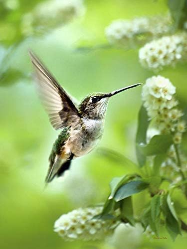 Hummingbird Photographic Print, Beautiful Bird Pictures, Fine Art Photography Wall Art