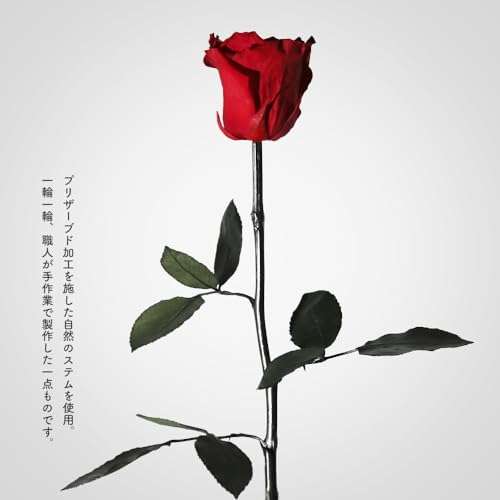 Makefuture Diamond Rose プリザーブドフラワー 花 バラ 化粧箱入り 1輪 (ブライトレッド, オプションなし) [5]