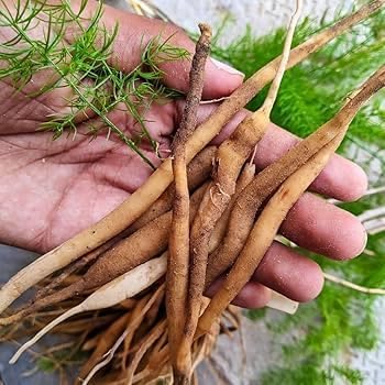Image of Rare Shatavari Live Plant, Shatavar (Asparagus Racemosus) Herbal Medicinal Plant, Indoor, Organic, Green, Partial Sun, 1 Healthy Plant with Black Pot