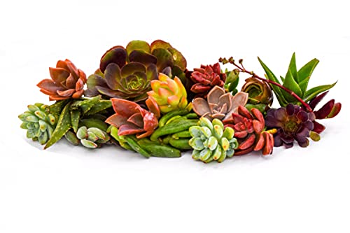 Succulent Market's Assorted Cuttings (20 Pack) 2 to 3 Inch Succulents in Bulk
