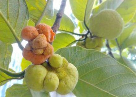 Corofitam_ZZ PlantMonkey jack Famous Bangladeshi Rare Exotic Fruit Live Plant.Monkey jack Famous Bangladeshi Rare Exotic Fruit Live Plant. (B0B3XLX2YS) Amazon Price History, Amazon Price Tracker