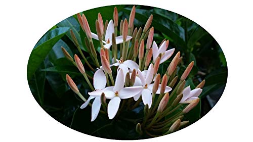 Shady Lady TM White Ixora Tropical Live Plant Flower Starter Size 4 Inch Pot Emerald Goddess Gardens Tm