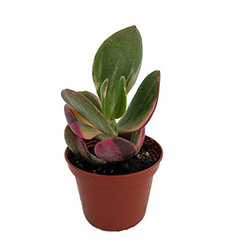 Cream & Green Jade Plant-Crassula ovata var. - Easy to grow Succulent - 2.5 Pot Cream & Green Jade Plant-Crassula ovata var. - Easy to grow Succulent - 2.5" Pot