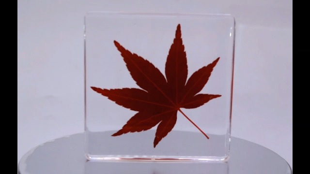 Image of Large 2.9 inch Real Red Japanese Maple Leaf in Crystal Clear Lucite Resin Paperweight Specimen Dried Pressed Botanist Herb Herbarium Crafts Collection for Botany Science Education & Desk Ornament Display