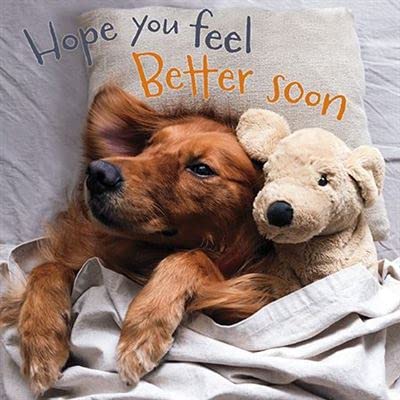 GBCC Ewbob Get Well Card - Feel Better Soon Dog and Teddy Bear in Bed - Eco-Friendly and Recyclable - by Darkroom