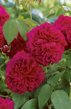 'William Shakespeare 2000' -R-, Englische Rose in A-Qualität Wurzelware Cover