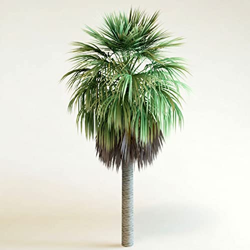 GREEN WORLD WASHINGTONIA PALM/WASHINGTONIA ROBUSTA/MEXICAN FAN PALM ORNAMENTAL TREE SEEDS (10 GMS SEEDS PACK) (B09BK2WY63) Amazon Price History, Amazon Price Tracker