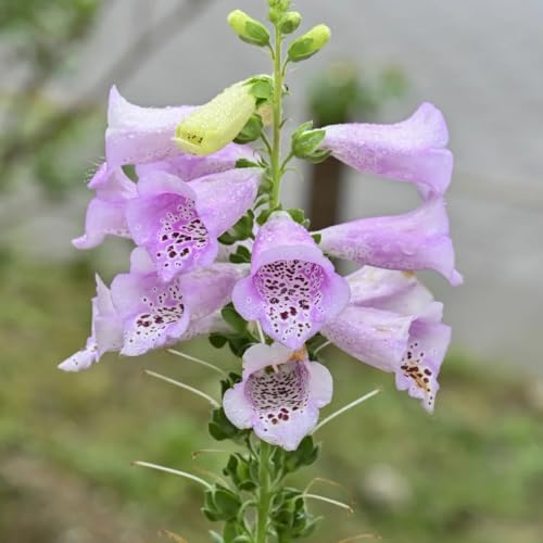 Foxglove Seeds, Formal Garden, Symmetrical Border, Structured Planting, Classic Garden Flower 350pcs